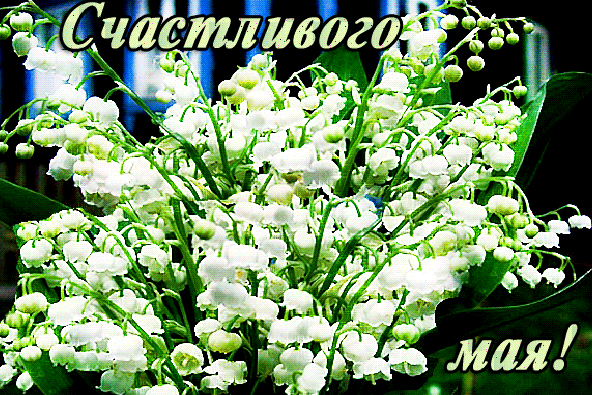 Блестящая гиф открытка с ландышами и надписью "Счастливого мая!".