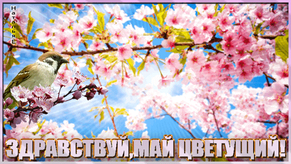 Красивая гифка "Здравствуй, Май цветущий!".
