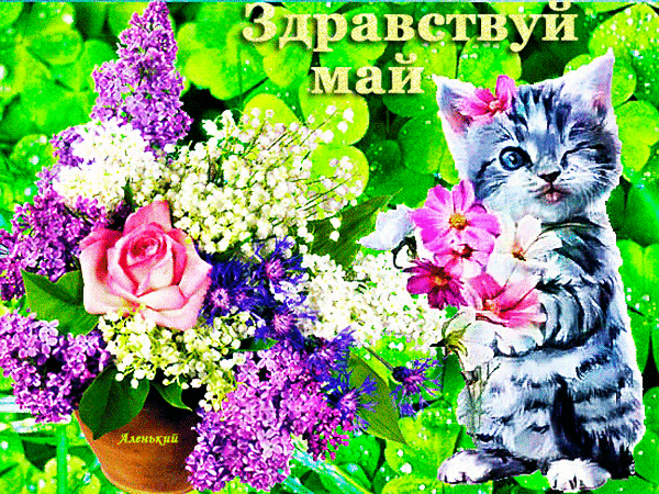 Красивая весенняя gif картинка с котёнком и сиренью "Здравствуй, Май!".