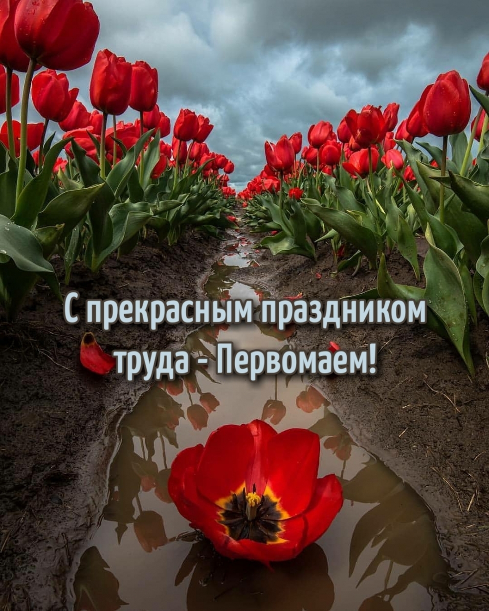 Креативная открытка с тюльпановом полем и поздравлением с Первомаем. Креативная открытка с тюльпановом полем и поздравлением с Первомаем.