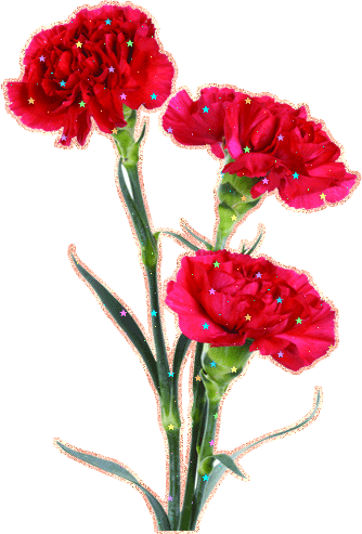 Красивая анимация с тремя гвоздиками на белом фоне. Красивая анимация с тремя гвоздиками на белом фоне.