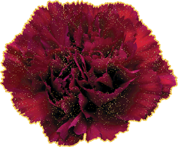 Большой блестящий бутон цветка гвоздики. Большой блестящий бутон цветка гвоздики.