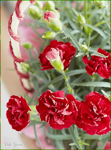 Анимация с сияющими гвоздиками в саду. Анимация с сияющими гвоздиками в саду.