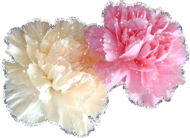 Гифка белая и розовая гвоздики на белом фоне. Гифка белая и розовая гвоздики на белом фоне.