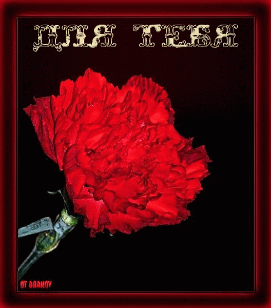 Анимация с ярко красной гвоздикой и надписью "Для тебя". Анимация с ярко красной гвоздикой и надписью "Для тебя".