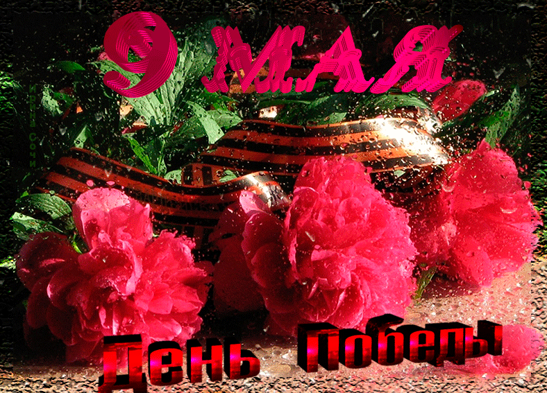 Праздничная гиф открытка с гвоздиками и надписью "9 Мая, день Победы!". Праздничная гиф открытка с гвоздиками и надписью "9 Мая, день Победы!".