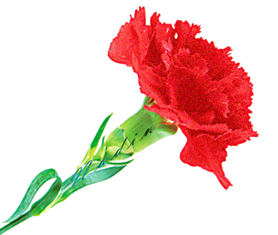 Мигающая гиф картинка с красной гвоздикой на прозрачном фоне. Мигающая гиф картинка с красной гвоздикой на прозрачном фоне.