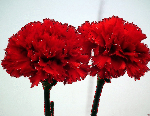 Две траурных мерцающих гвоздики. Две траурных мерцающих гвоздики.