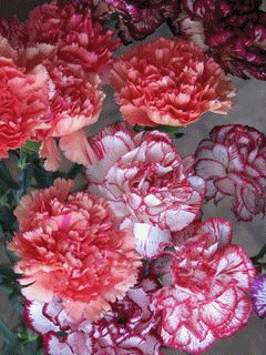 Креативная гифка с разноцветными гвоздиками меняющими цвет, как хамелеон. Креативная гифка с разноцветными гвоздиками меняющими цвет, как хамелеон.