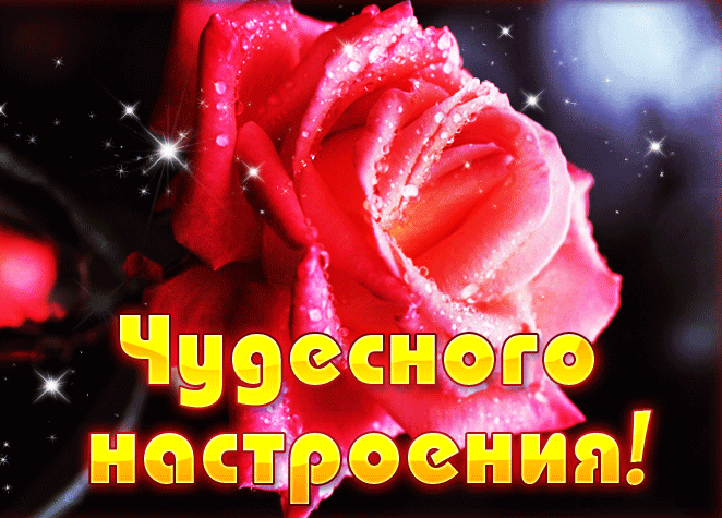 Блестящая гиф открытка с красной розой и словами "Чудесного настроения!" для женщин.