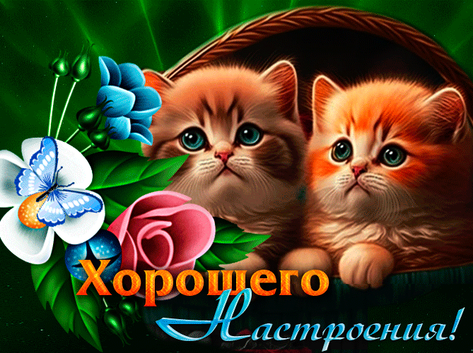 Креативная гифка с грустными котятами для хорошего настроения.