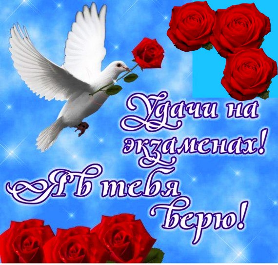 Открытка с голубем мира с розой в клюве и пожеланием удачи на экзамене. Картинки Удачи на Экзамене