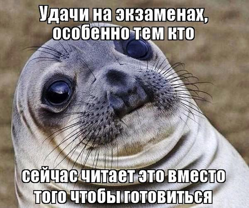 Смешной мем с тюленем "Удачи на экзаменах, особенно тем, кто сейчас читает это вместо того, чтобы готовиться!".