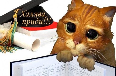 Смешная картинка с рыжим котом из Шрека "Халява приди!".