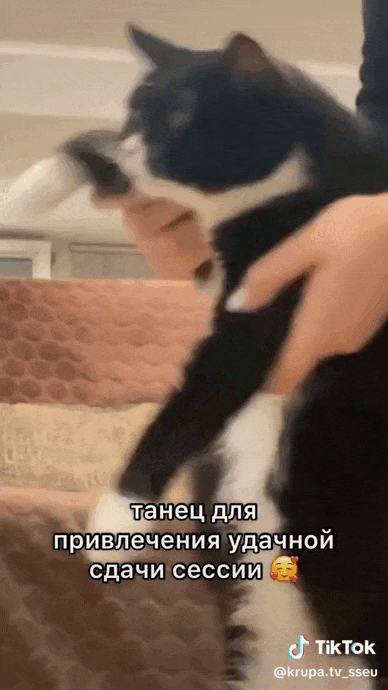 Гифка из Тик Тока с танцующим котом для привлечения удачной сдачи сессии.