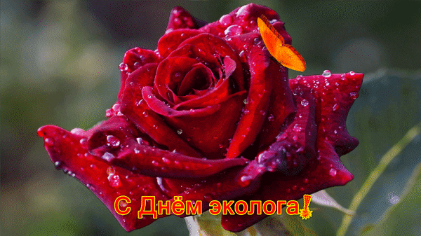 Красивая гиф открытка с бабочкой на розе ко дню Эколога.