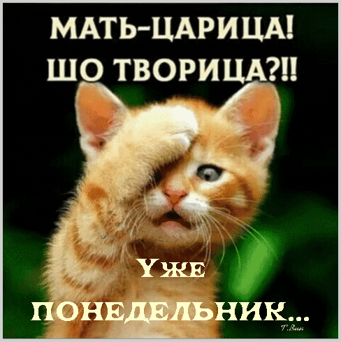 Угарная гифка с рыжим котом и надписью "Мать - царица! Шо творится!? Уже понедельник!". Угарная гифка с рыжим котом и надписью "Мать - царица! Шо творится!? Уже понедельник!".