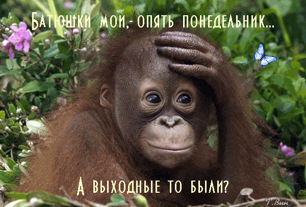 Смешная гифка с обезьяной "Батюшки мои, опять понедельник! А выходные то были?". Смешная гифка с обезьяной "Батюшки мои, опять понедельник! А выходные то были?".