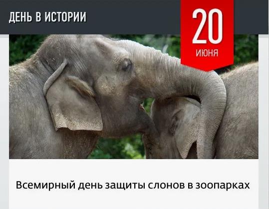 Всемирный день защиты слонов в зоопарках отмечается ежегодно 20 июня. Всемирный день защиты слонов в зоопарках отмечается ежегодно 20 июня.
