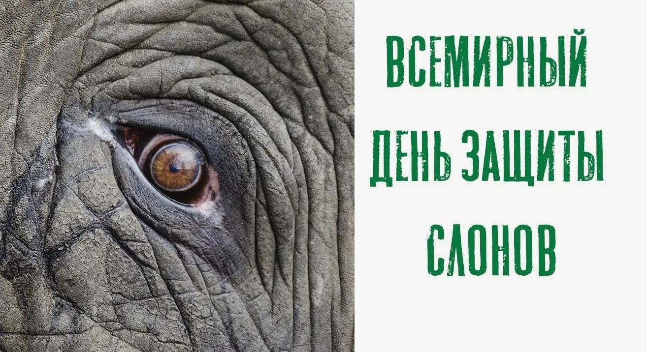 Красивая эффектной картинка на всемирный день защиты слонов. Красивая эффектной картинка на всемирный день защиты слонов.