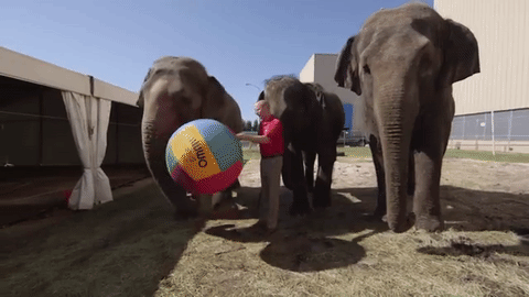 Прикольная гифка слоник играет с мячом. Прикольная гифка слоник играет с мячом.