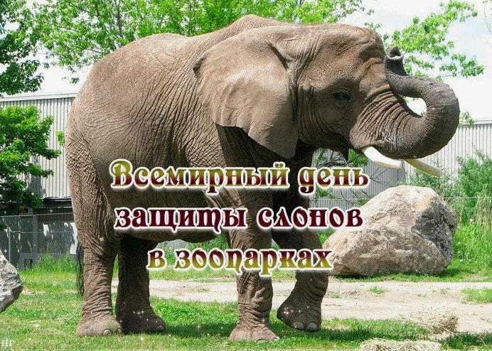 Фото со слоном в зоопарке к 20 Июня. Фото со слоном в зоопарке к 20 Июня.