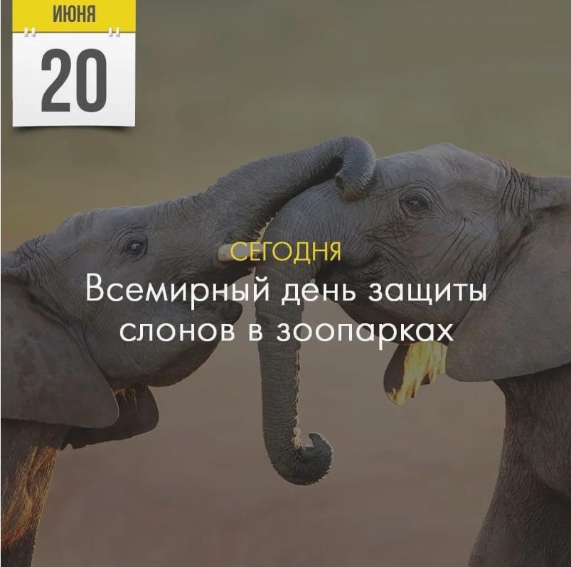 Трогательное фото 20 Июня сегодня всемирный день защиты слонов в зоопарке. Трогательное фото 20 Июня сегодня всемирный день защиты слонов в зоопарке.