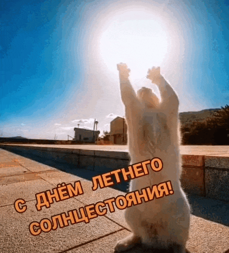 Прикольная гифка с котиком который тянется к мигающему (сияющему) солнышку и надпись "С днём летнего солнцестояния!".