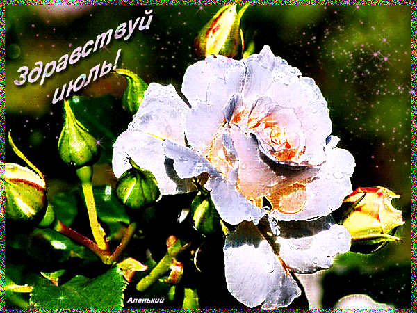 Анимация с блестящей белой розой и надписью "Здравствуй, Июль!".