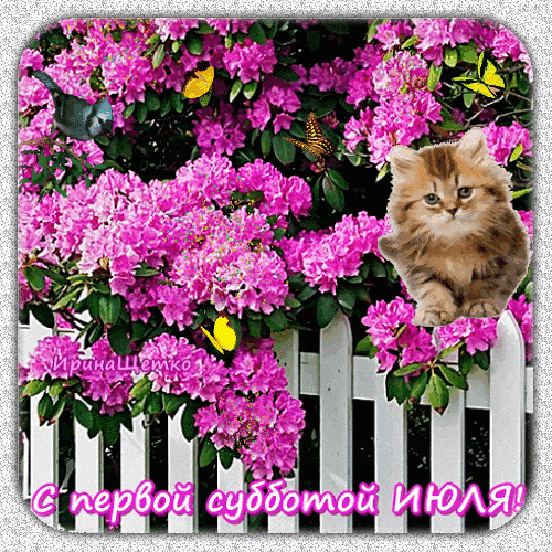 Блестящая гиф открытка с котёнком в цветах "С первой субботой Июля!".