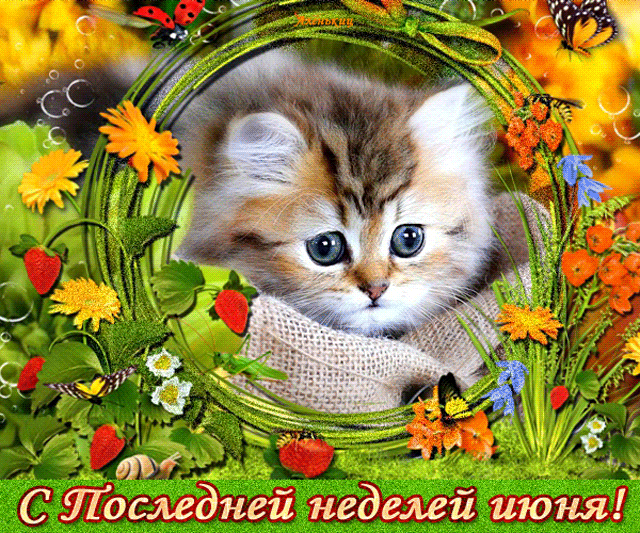 Милая гифка с котёнком и поздравлением с последней неделей Июня. Милая гифка с котёнком и поздравлением с последней неделей Июня.