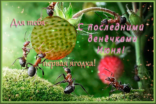 Креативная гифка с муравьями и тестом "С последними денёчками Июня!". Креативная гифка с муравьями и тестом "С последними денёчками Июня!".