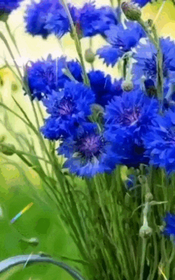 Мерцающая gif картинка с надписью "Доброе утро! С последним днём Июня!". Мерцающая gif картинка с надписью "Доброе утро! С последним днём Июня!".