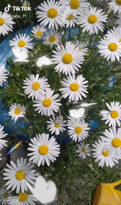 Ромашковая гифка из Тик Ток видео "С последним днём Июня, завтра Июль". Ромашковая гифка из Тик Ток видео "С последним днём Июня, завтра Июль".