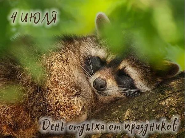 Прикольная открытка на главный "праздник" 4 Июля с енотом.