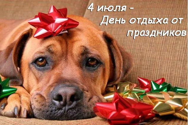 Смешная открытка с собакой отдыхающий от праздников.