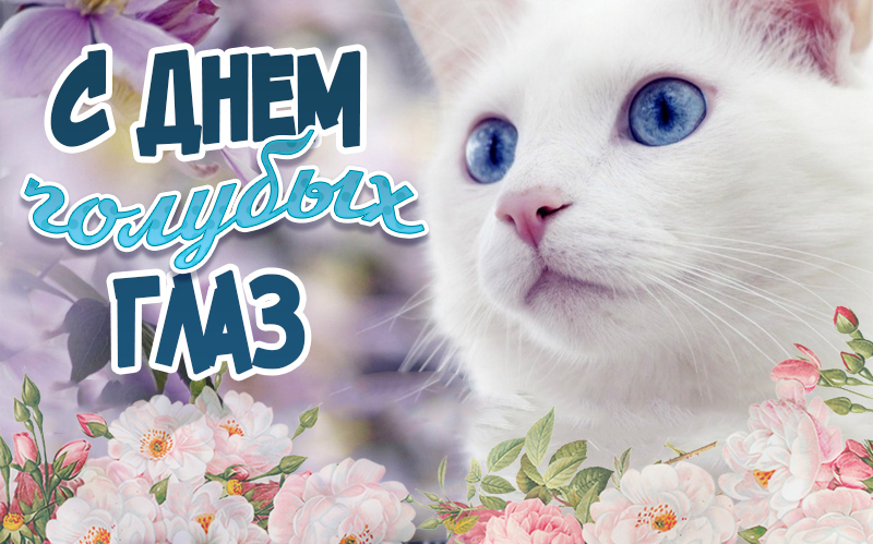 Смешная открытка с котиком ко дню голубых глаз для девушек. Смешная открытка с котиком ко дню голубых глаз для девушек.