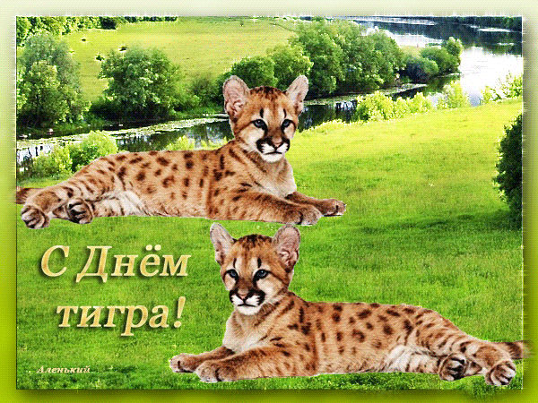 Прикольная блестящая гиф открытка с днём тигра. Прикольная блестящая гиф открытка с днём тигра.