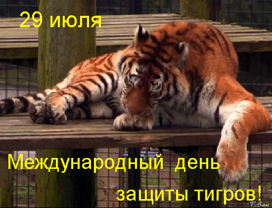 Прикольные гифки 29 Июля с международным днём защиты Тигров. Прикольные гифки 29 Июля с международным днём защиты Тигров.