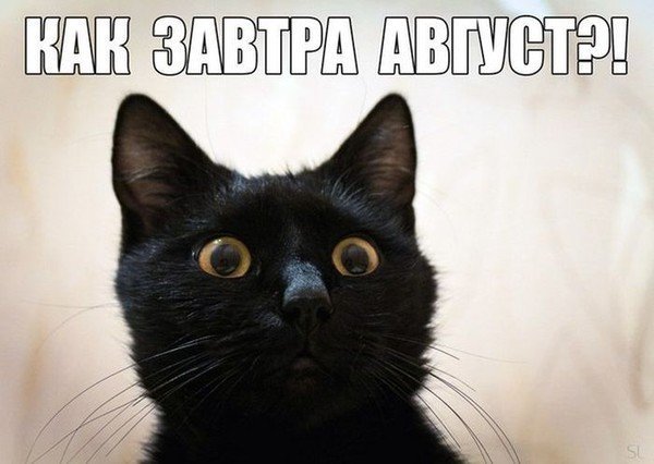 Прикольная открытка с чёрным котёнком "Как завтра Август?!". Прикольная открытка с чёрным котёнком "Как завтра Август?!".