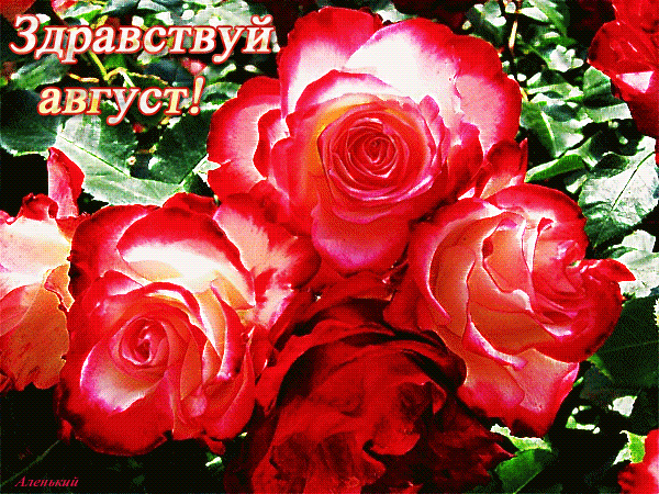 Красивая гифка с красными розами и надписью "Здравствуй, август!" для женщины.