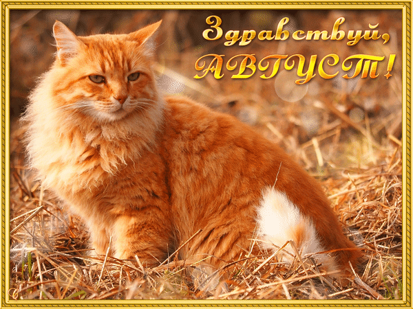 Прикольная гиф открытка здравствуй, август с огненно рыжим котом.