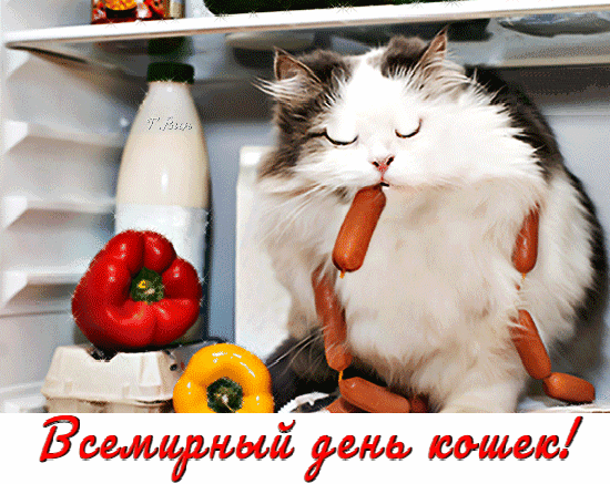 Смешная гиф открытка с кошкой с сарделькой в холодильнике на всемирный день кошек.