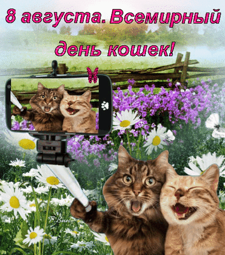 Смешной гиф кото-селфи "8 августа - Всемирный день кошек!".
