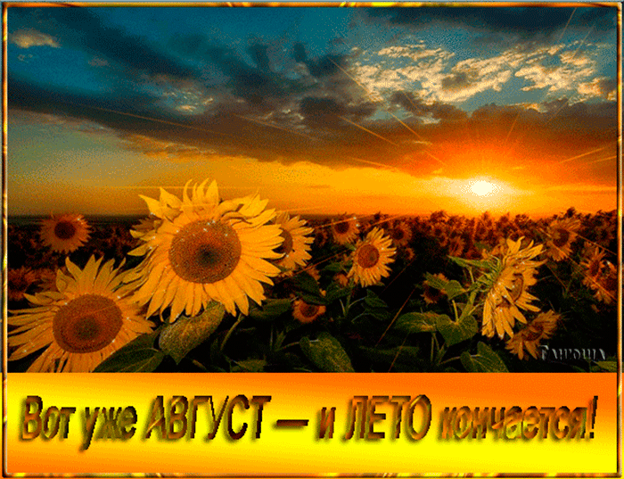 Красивая гифка с текстом "Вот уже Август - и лето кончается!" на фоне поля подсолнухов.
