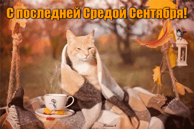 Прикольная осенняя гиф открытка с котом для поздравления с последней средой Сентября. Прикольная осенняя гиф открытка с котом для поздравления с последней средой Сентября.