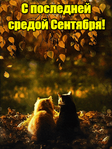 Романтическая гифка с котами для влюблённых в последнюю среду Сентября. Романтическая гифка с котами для влюблённых в последнюю среду Сентября.