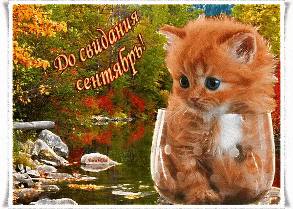Смешные гифки с последним днём сентября, до свидания от рыжего котёнка. Смешные гифки с последним днём сентября, до свидания от рыжего котёнка.
