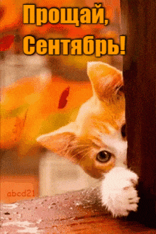 Смешной гиф - стикер (мем) с осенним котом "Прощай, Сентябрь!". Смешной гиф - стикер (мем) с осенним котом "Прощай, Сентябрь!".
