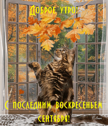 Прикольная гифка с котом и поздравлением с последним воскресеньем Сентября. Прикольная гифка с котом и поздравлением с последним воскресеньем Сентября.
